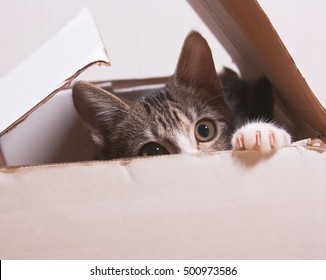 The Cat Is Sitting In A Box. Kitten Hiding In Box