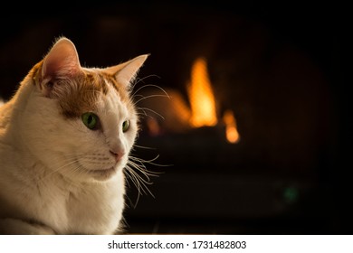 Cat Sitting By Fire - A Shot Of A Turkish Van Domestic Short Hair Feline Cat Breed In Front Of A Warm Fire On A Cold Winter Night