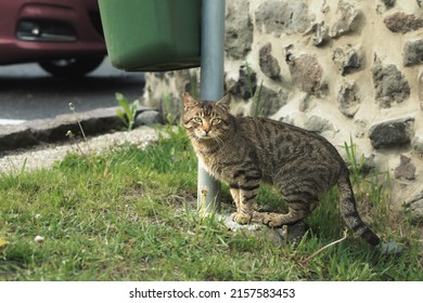 Cat sitting by the trash bin and staring. High quality photo. - Shutterstock ID 2157583453