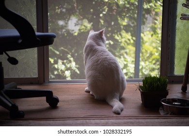 Cat Sitting by the Window Looking Outside