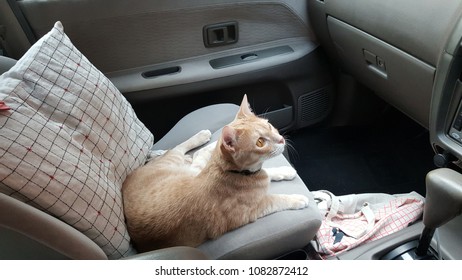 Cat Sitting Car Seat Stock Photo (Edit Now) 1082872412