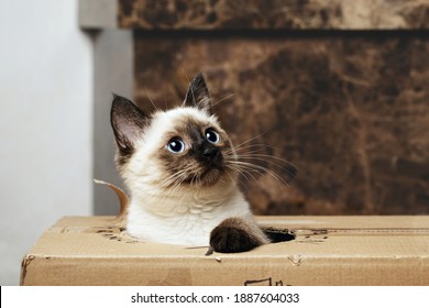 Cat sitting in cardboard box, playful kitty