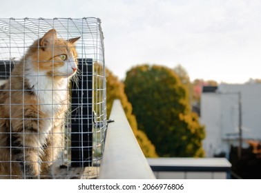 Cat Sitting In Catio Or Cat Outdoor Enclosure While Looking At Something Interested. Cat Is Inside A Chicken Wire Box On Rooftop Patio Of A Four Story Building, Overseeing A Residential Neighborhood. 