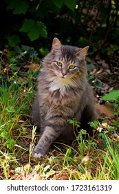 Cat Sitting In Dallas City Park