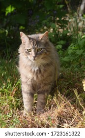 Cat Sitting In Dallas City Park