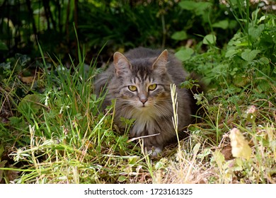 Cat Sitting In Dallas City Park