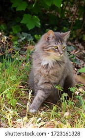 Cat Sitting In Dallas City Park