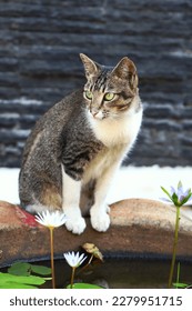 A cat sitting in edge of small pond of lotus flowers - Shutterstock ID 2279951715