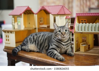 Cat Sitting In Front Of A Dollhouse 