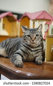 Cat Sitting In Front Of A Dollhouse While Looking Towards The Front