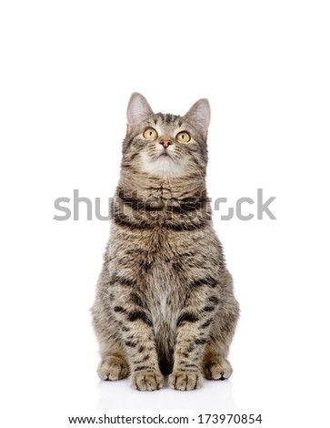 cat sitting in front and looking up. isolated on white background
