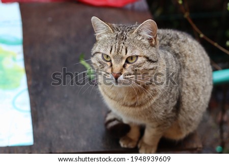 Similar – Cat Close-Up Animal Pet