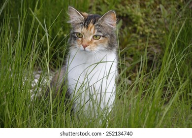 cat sitting in grass