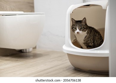 The Cat Is Sitting In A Cat Litter Box. Bathroom In The House