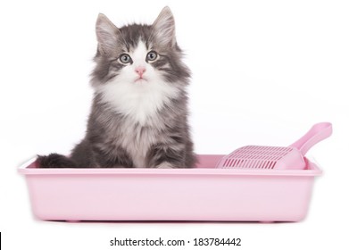 Cat sitting in litter box isolated