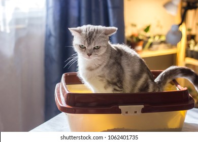 Cat sitting in a cat litter box or tray.