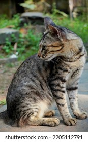 A Cat Sitting And Looking Backwards 