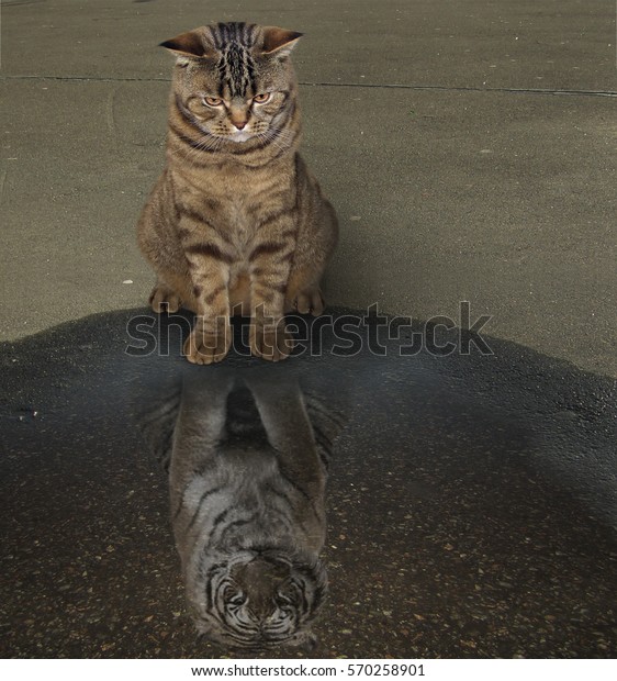 Die Katze Sitzt Und Sieht In Stockfoto Jetzt Bearbeiten