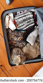 Cat sitting in the luggage. Kitten getting ready for a trip