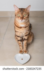 A Cat Sitting Next To A Plate With No Food On It. The Concept Of Inflation, Food Crisis And Global Hunger.