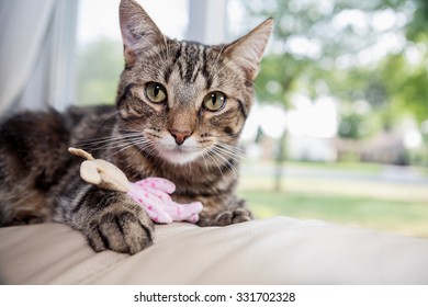 Cat Sitting On The Back Of A Couch With A Bunny Toy