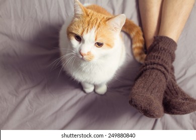 Cat Sitting On The Bed Near His Owner And Looking Up Away. Male Legs.With Filters