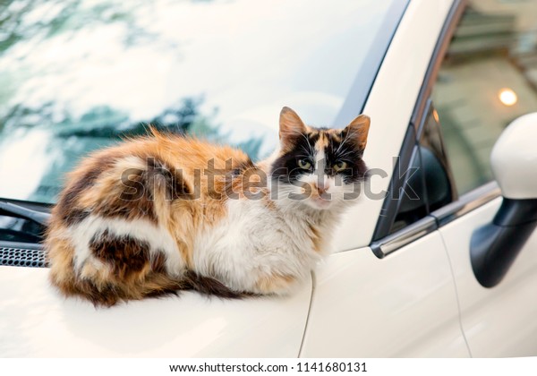 the cat is sitting on the
car
