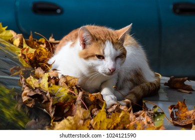 A cat sitting on a car in autumn
