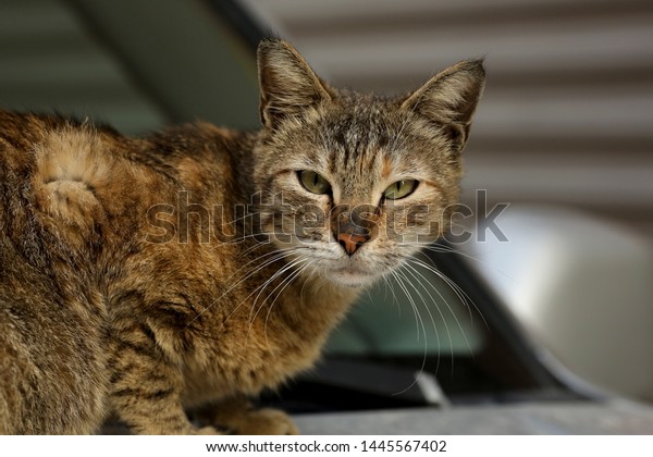 cat sitting on the car
 cat closeup   
