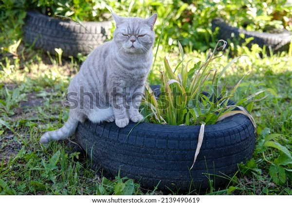A cat sitting on a\
car tire. A cat sitting in nature. Sunny day. Sleepy cat. A cat\
with an angry face. 
