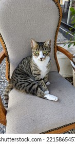 Cat Sitting On A Chair