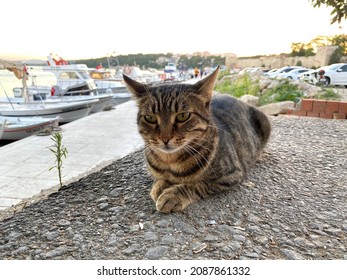 A cat sitting on the coast,it is waiting fish from fisher