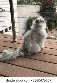 cat sitting on the deck