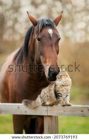Cat sitting on the fence next to the horse