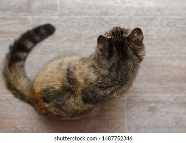 Kitty Top View Images Stock Photos Vectors Shutterstock