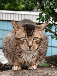 A Cat Sitting On The Ground, Its Eyes Wide Open And Alert. The Cat Appears To Be In A Dirty Or Unkempt State, With Matted Fur Covering Most Of Its Body. It Sits Next To A Wall Made Of Blue Tiles