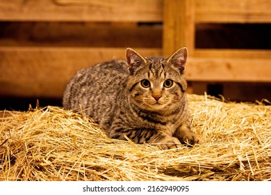 Cat Sitting On A Hay Bail