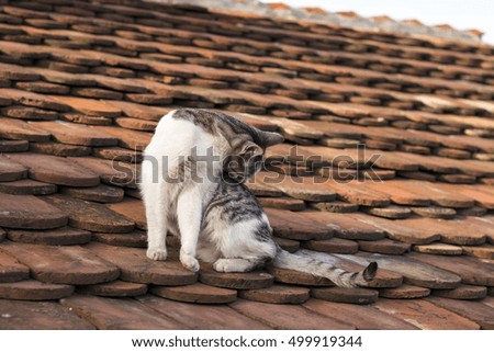 Cat is sitting on the house roof and cleaning itself