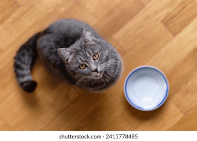 Gato sentado en el suelo de la cocina, rogando por comida. El gato hambriento quiere comer, vista de arriba. Un gatito y un tazón vacío. El gato hambriento se sienta cerca de un tazón vacío y pide comida en silencio. 