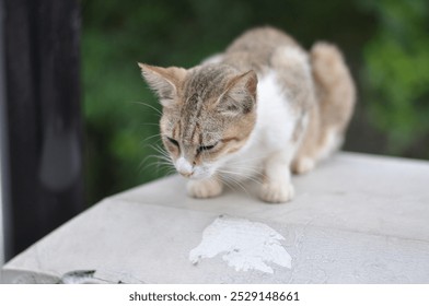 A cat is sitting on a ledge and looking down. The cat is looking at something on the ground - Powered by Shutterstock