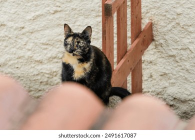A cat is sitting on a ledge next to a wooden fence. The cat is black and white with a brown spot on its face - Powered by Shutterstock