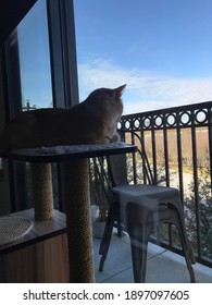 Cat Sitting On Modern Cat Tree Looking Out Balcony Window