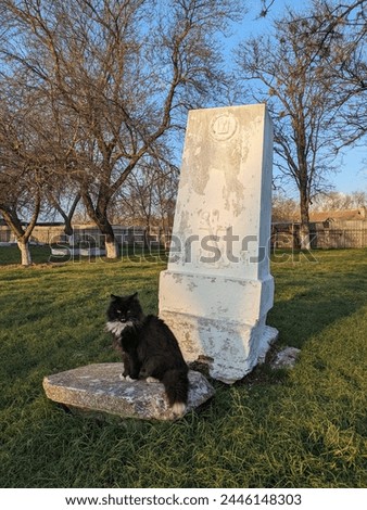 The cat is sitting on an old grave