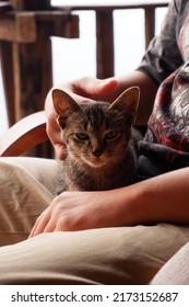 Cat Sitting On A Person's Lap