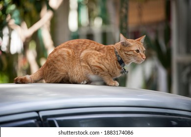 5,332 Cat Sitting On A Roof Images, Stock Photos & Vectors | Shutterstock