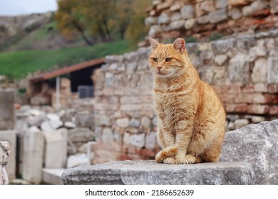 Cat Sitting On The Ruins Of The Ancient Greek City Ephesus