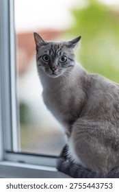 Cat sitting on the scratching post and looking at the camera. Blurred background in apartmen