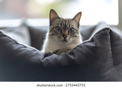 Cat sitting on the scratching post and looking at the camera. Blurred background in apartmen
