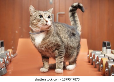 Cat sitting sheet metal