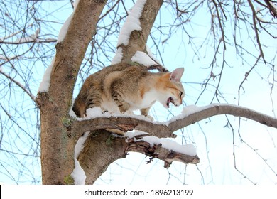 The cat is sitting on a snow-covered tree branch. Good eyesight and hearing help the predator track down prey even in winter under snowdrifts. Blue sky in the background. - Shutterstock ID 1896213199